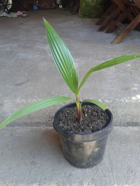 20lei - COLECTIE PALMIERI 2016