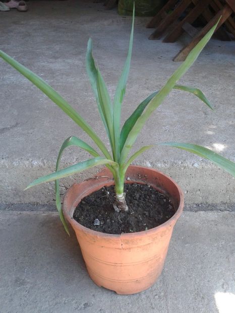 yucca 25lei - 0 Arbusi fructiferi exotici 2017-2018