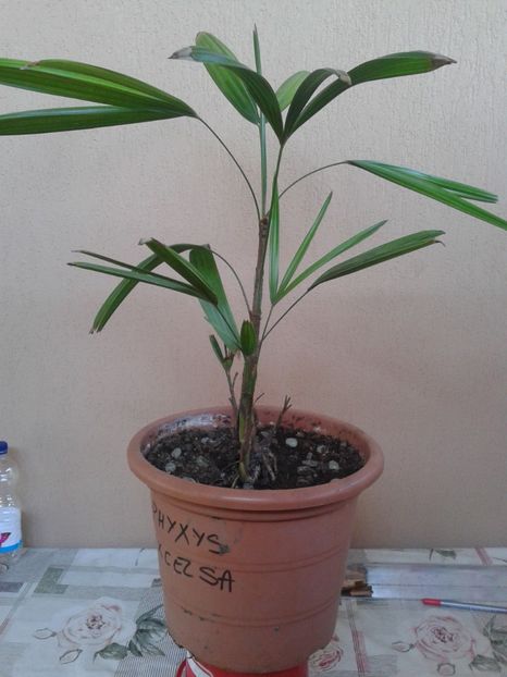 rhapsis 100lei - COLECTIE PALMIERI 2016