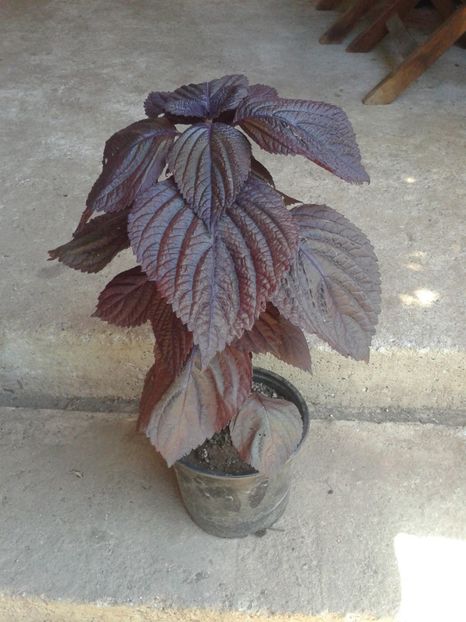 busuioc rosu 10lei - 0 Plante ornamentale