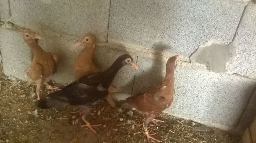 19496115_1476304515760293_115767118_o - 7 PUI DE CARIERI 2017