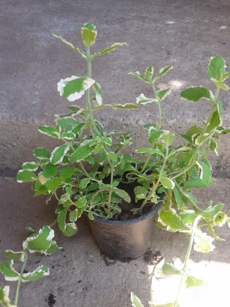 menta variegata 5lei - 0 Plante ornamentale