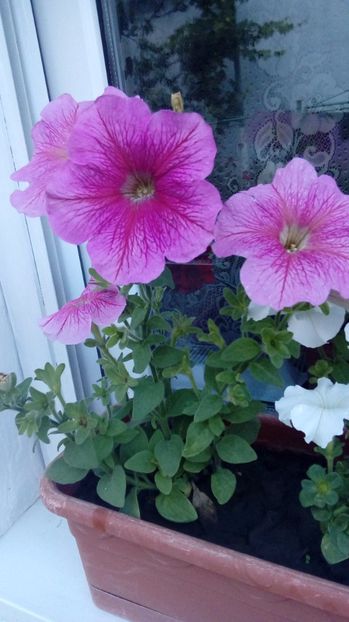 P_2017 - Din gradina mamei