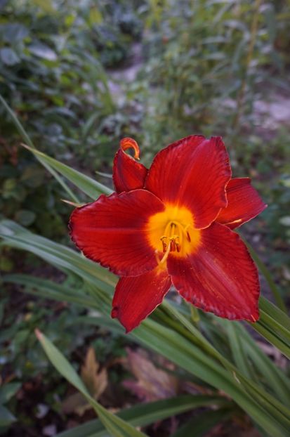  - Hemerocallis 2017