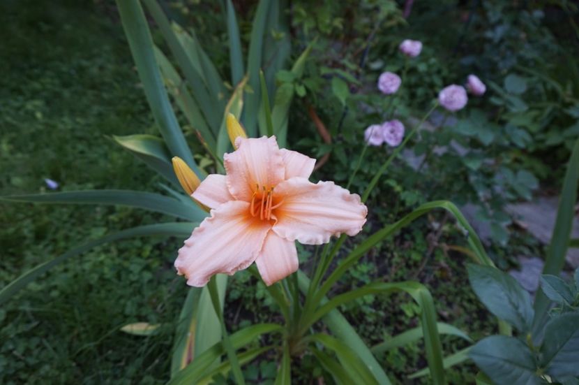 Pink Lightening - Hemerocallis 2017