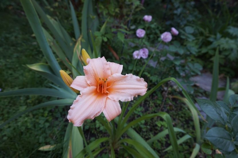  - Hemerocallis 2017