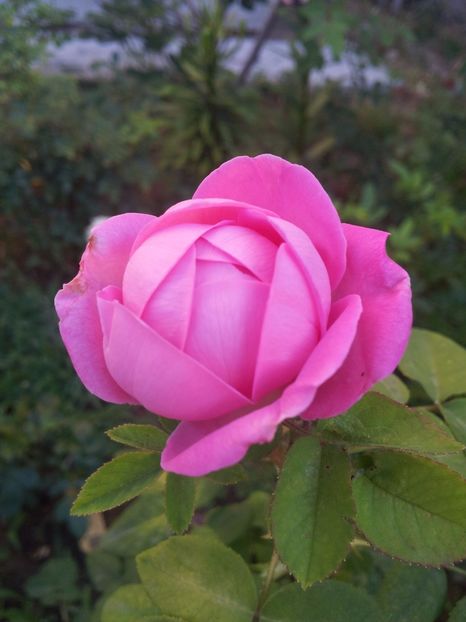  - Comtesse Cecile de Chabrillant