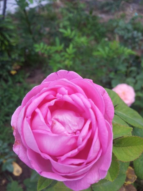  - Comtesse Cecile de Chabrillant