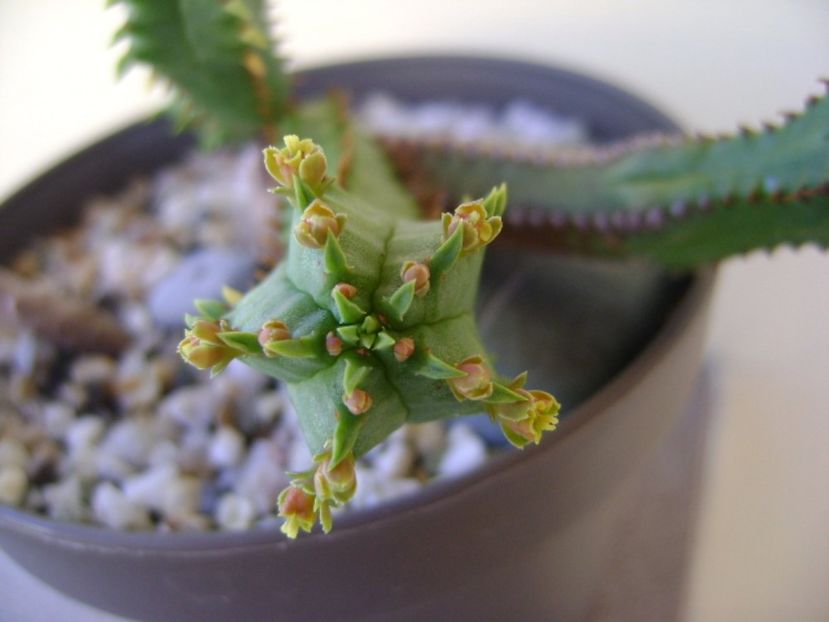Euphorbia tubiglans - Caudiciforme si bulbi 2017