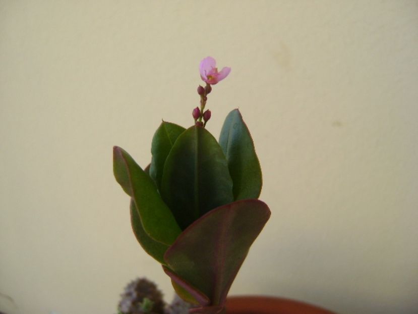 Talinum paniculatum - Caudiciforme si bulbi 2017