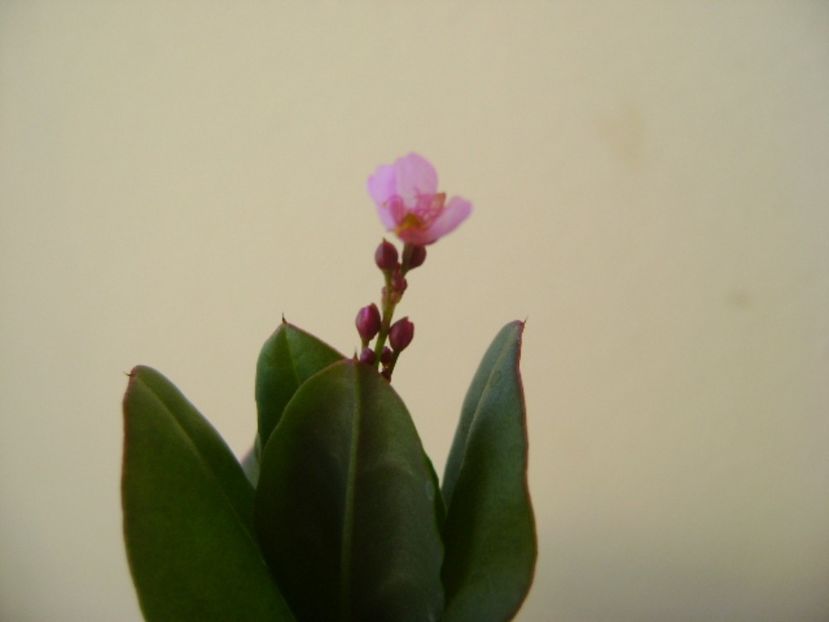 Talinum paniculatum - Caudiciforme si bulbi 2017