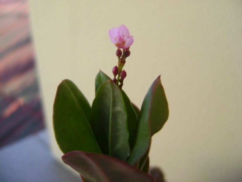 Talinum paniculatum - Caudiciforme si bulbi 2017