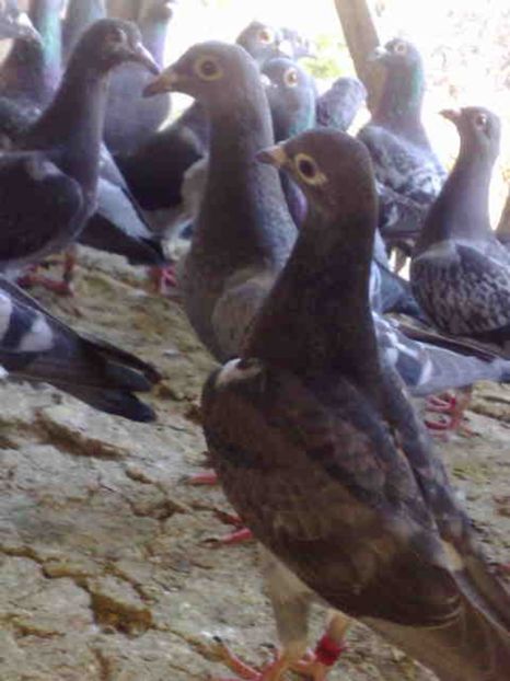 146 - X-Porumbei vinduti