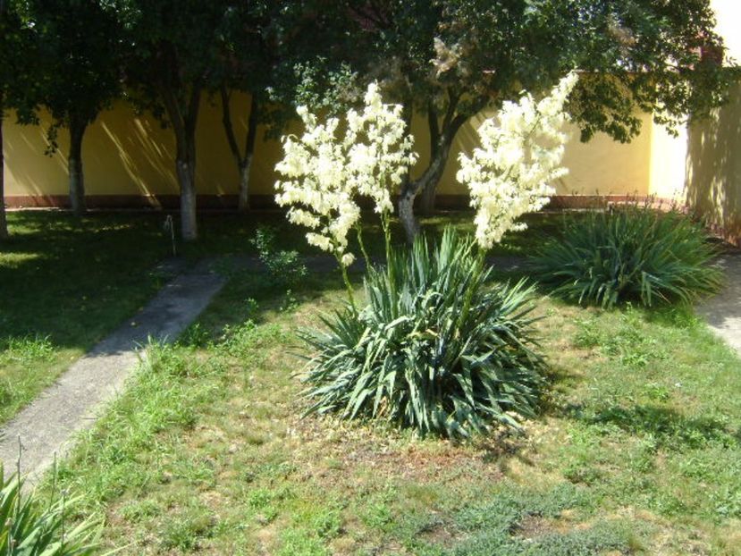 Yucca gloriosa - r Vara 2016-2017-2018-2019