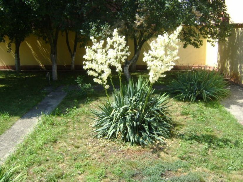 Yucca gloriosa - r Vara 2016-2017-2018-2019