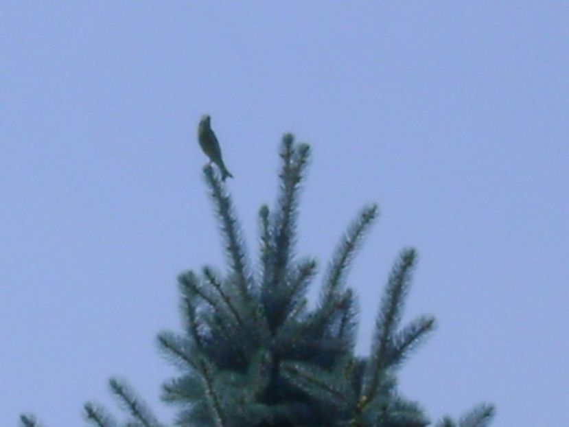 Cantari de vara - r Vara 2016-2017-2018-2019