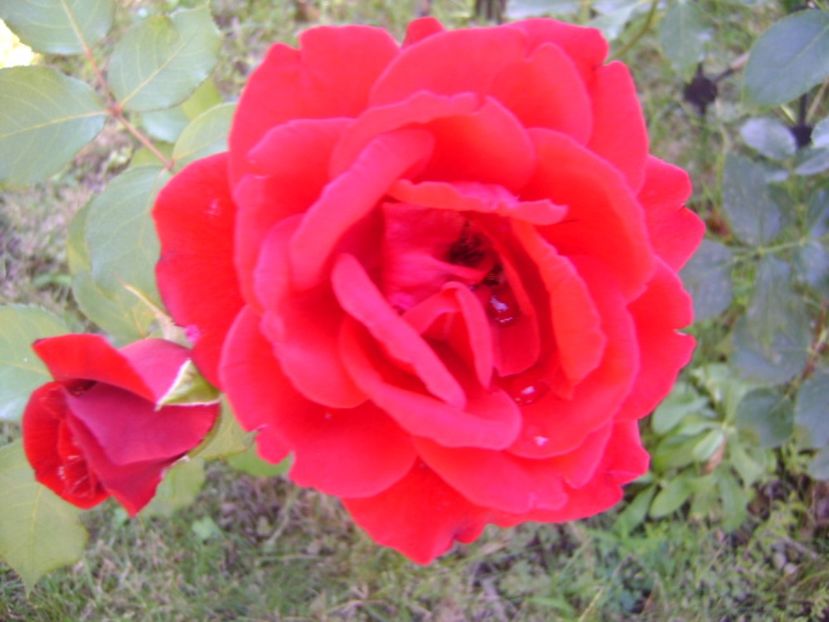 Trandafir - r Vara 2016-2017-2018-2019