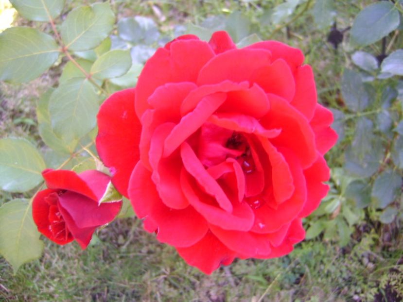 Trandafir - r Vara 2016-2017-2018-2019