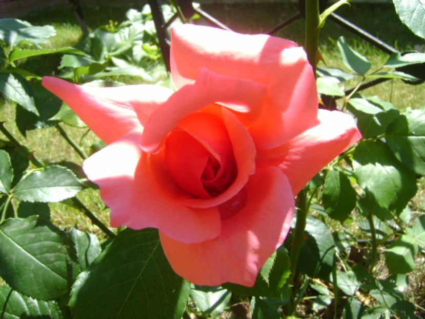 Trandafir - r Vara 2016-2017-2018-2019