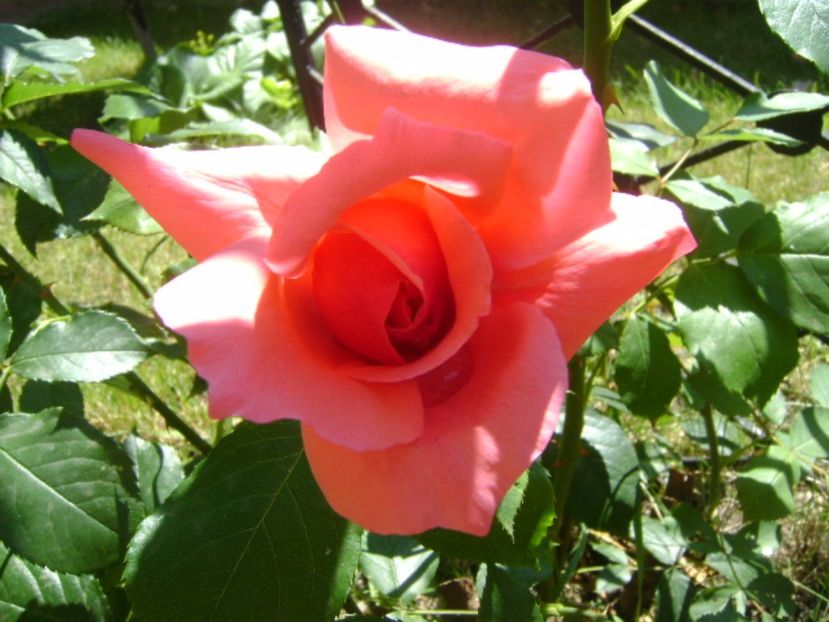 Trandafir - r Vara 2016-2017-2018-2019