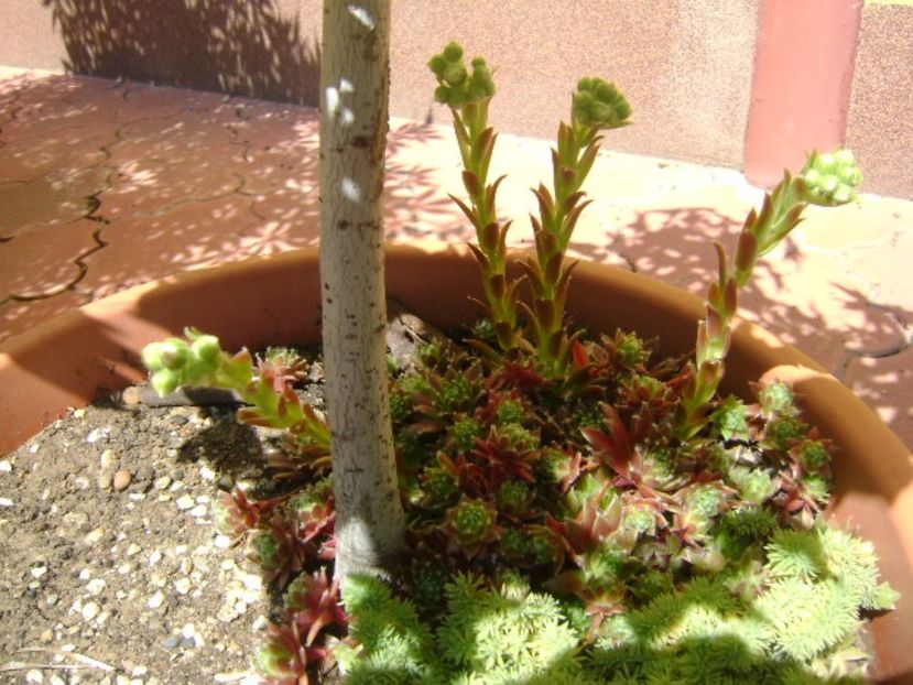 Sempervivum - r Vara 2016-2017-2018-2019