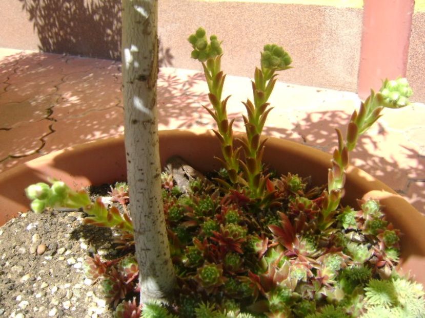 Sempervivum - r Vara 2016-2017-2018-2019