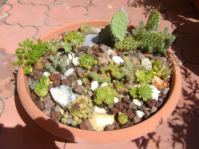 Minirocarie - r Vara 2016-2017-2018-2019