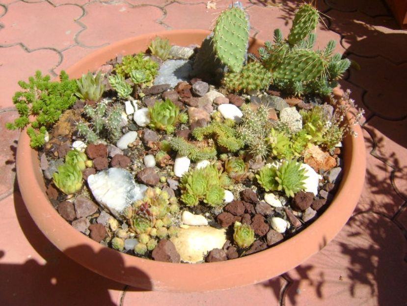 Minirocarie - r Vara 2016-2017-2018-2019