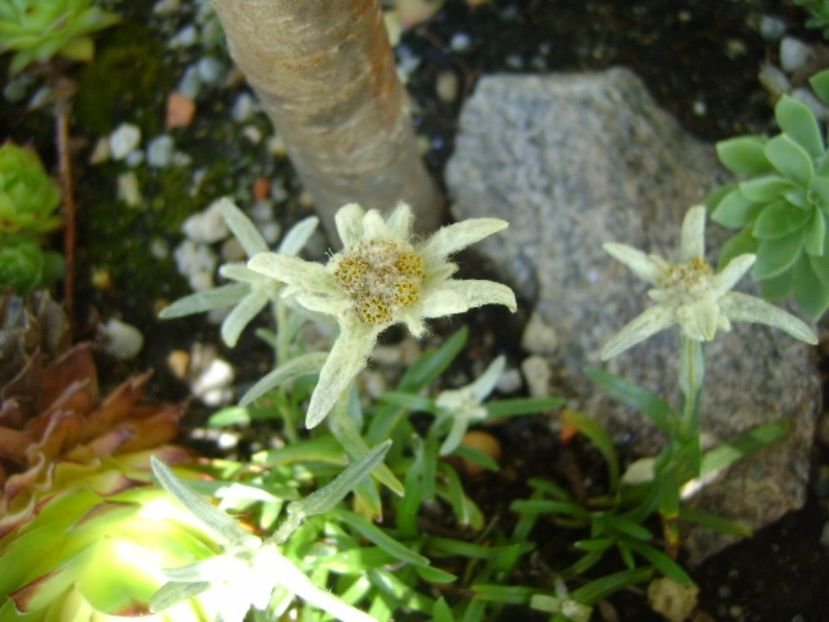 Floare de colt - r Vara 2016-2017-2018-2019