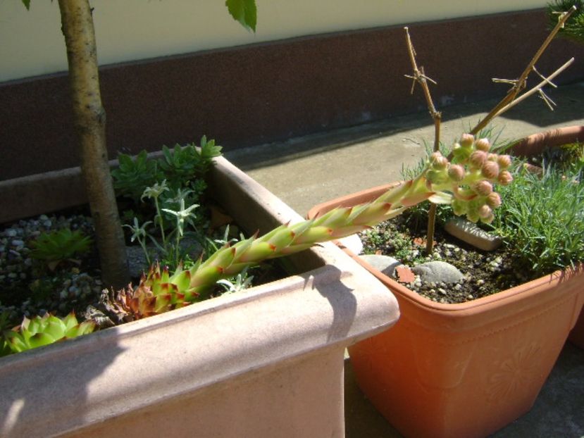 Sempervivum - r Vara 2016-2017-2018-2019