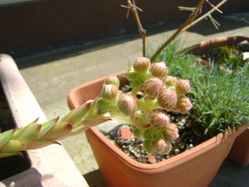 Sempervivum - r Vara 2016-2017-2018-2019