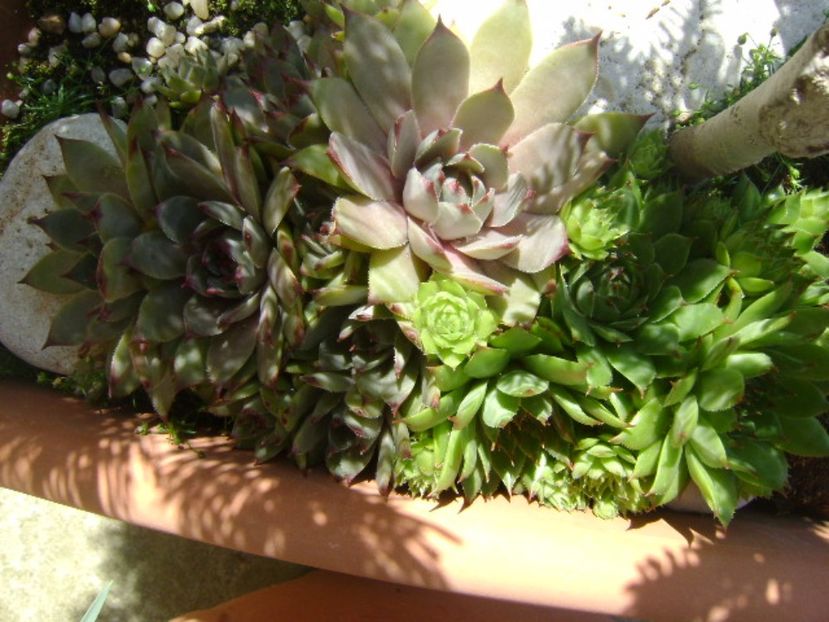 Sempervivum - r Vara 2016-2017-2018-2019