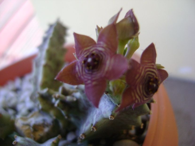 Caralluma europaea - Stapeliade 2017
