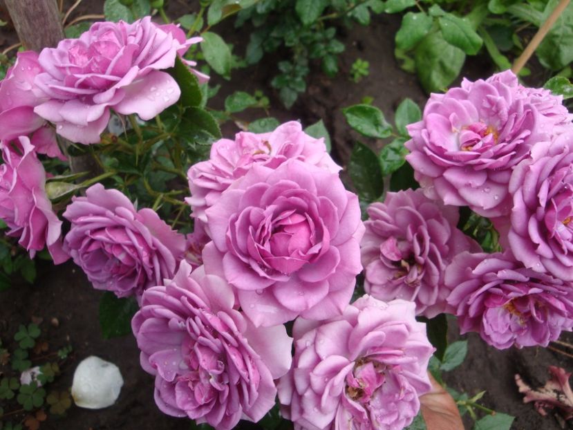  - Lavender Flower Circus