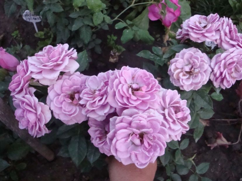  - Lavender Flower Circus