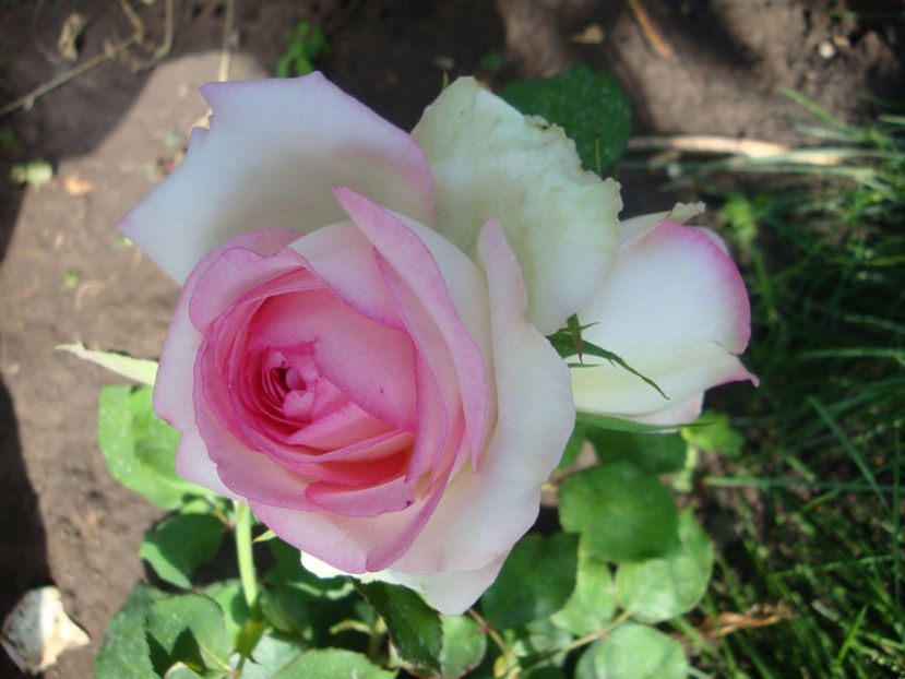  - Biedermeier Garden