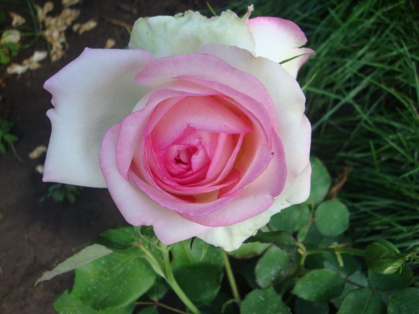  - Biedermeier Garden