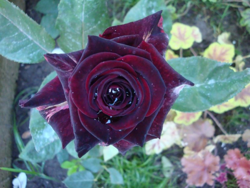  - Black Baccara