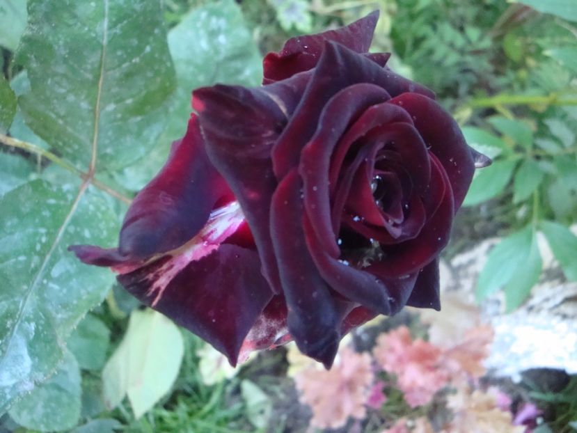  - Black Baccara