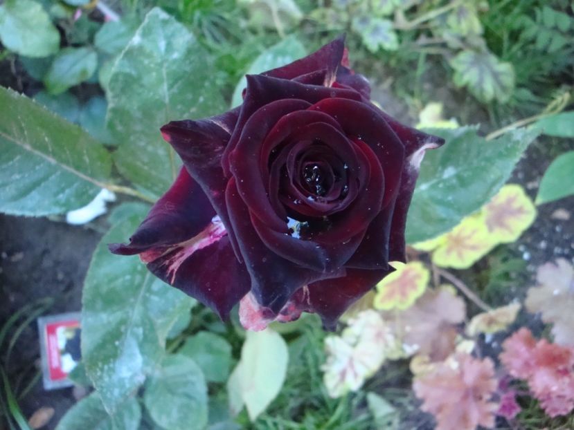  - Black Baccara