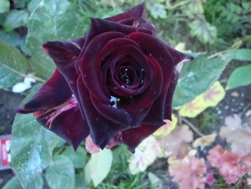  - Black Baccara