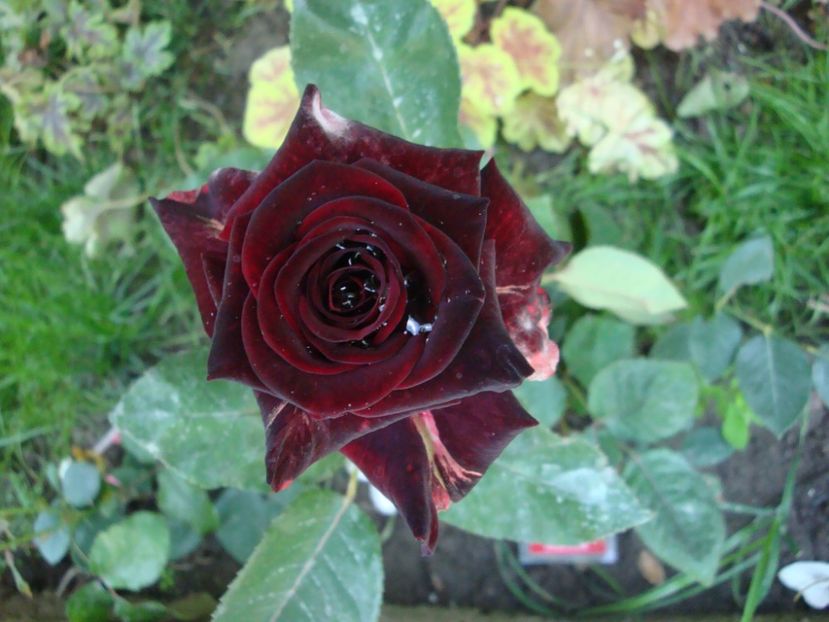  - Black Baccara