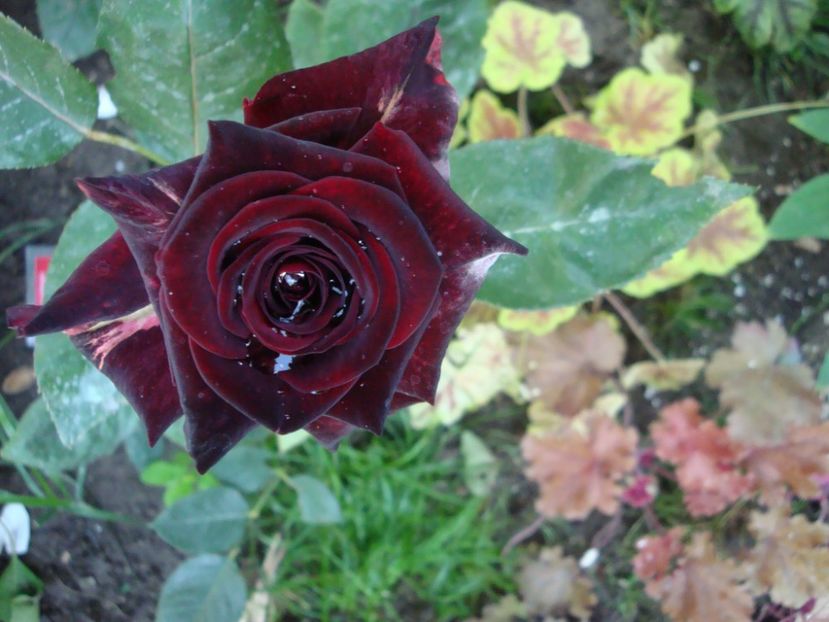  - Black Baccara