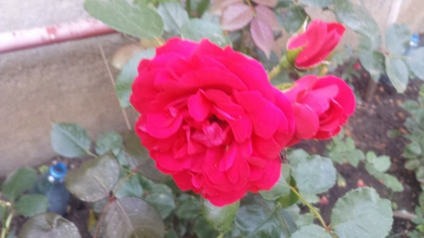  - Luat ca Papa Meilland-Probabil tot Negresco