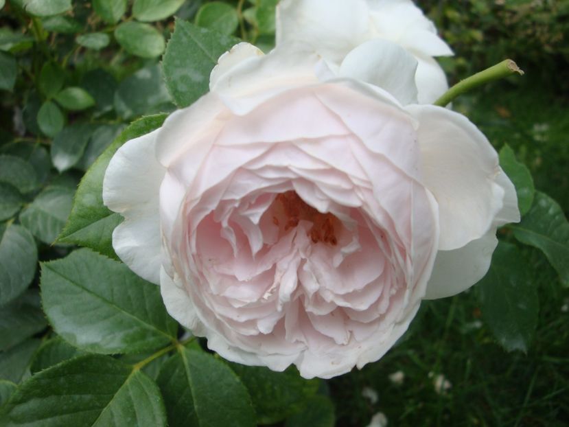  - Herzogin Christiana