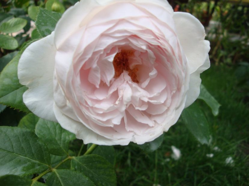  - Herzogin Christiana