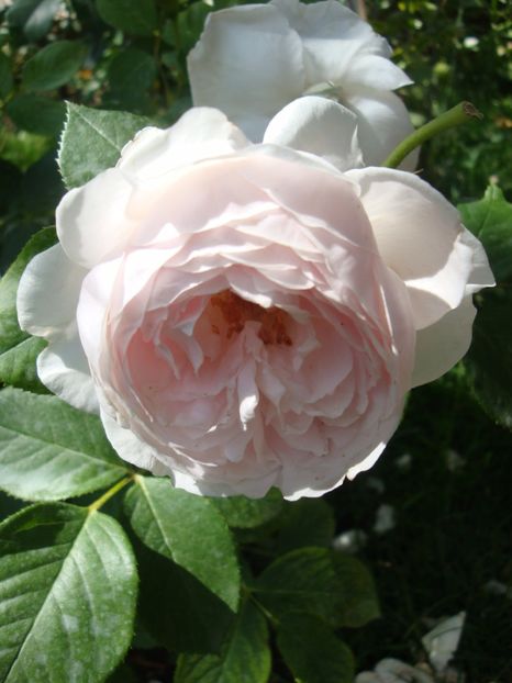  - Herzogin Christiana