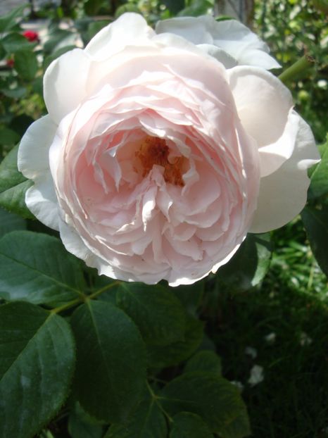  - Herzogin Christiana