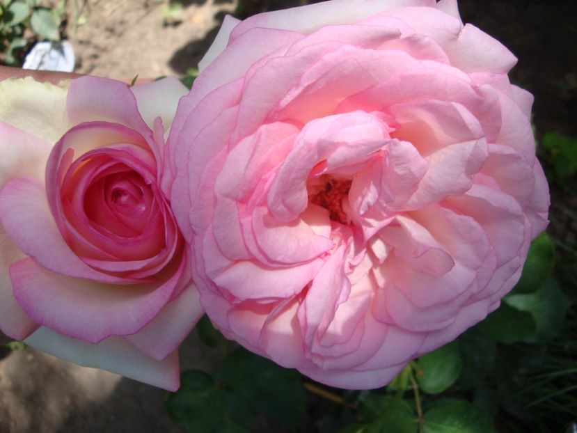  - Biedermeier Garden