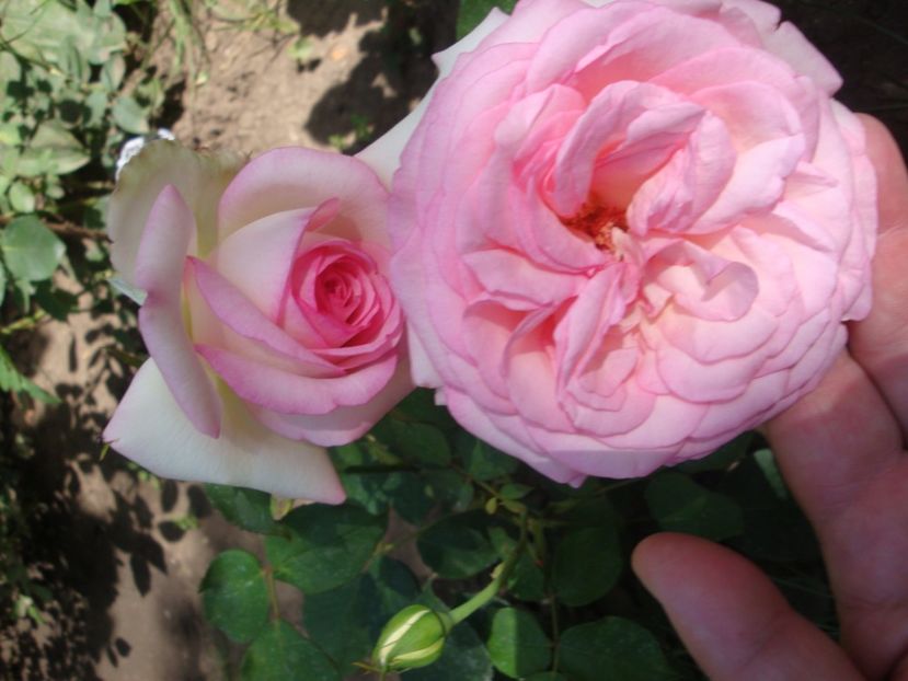  - Biedermeier Garden